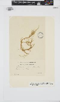 Image of Eudesme virescens