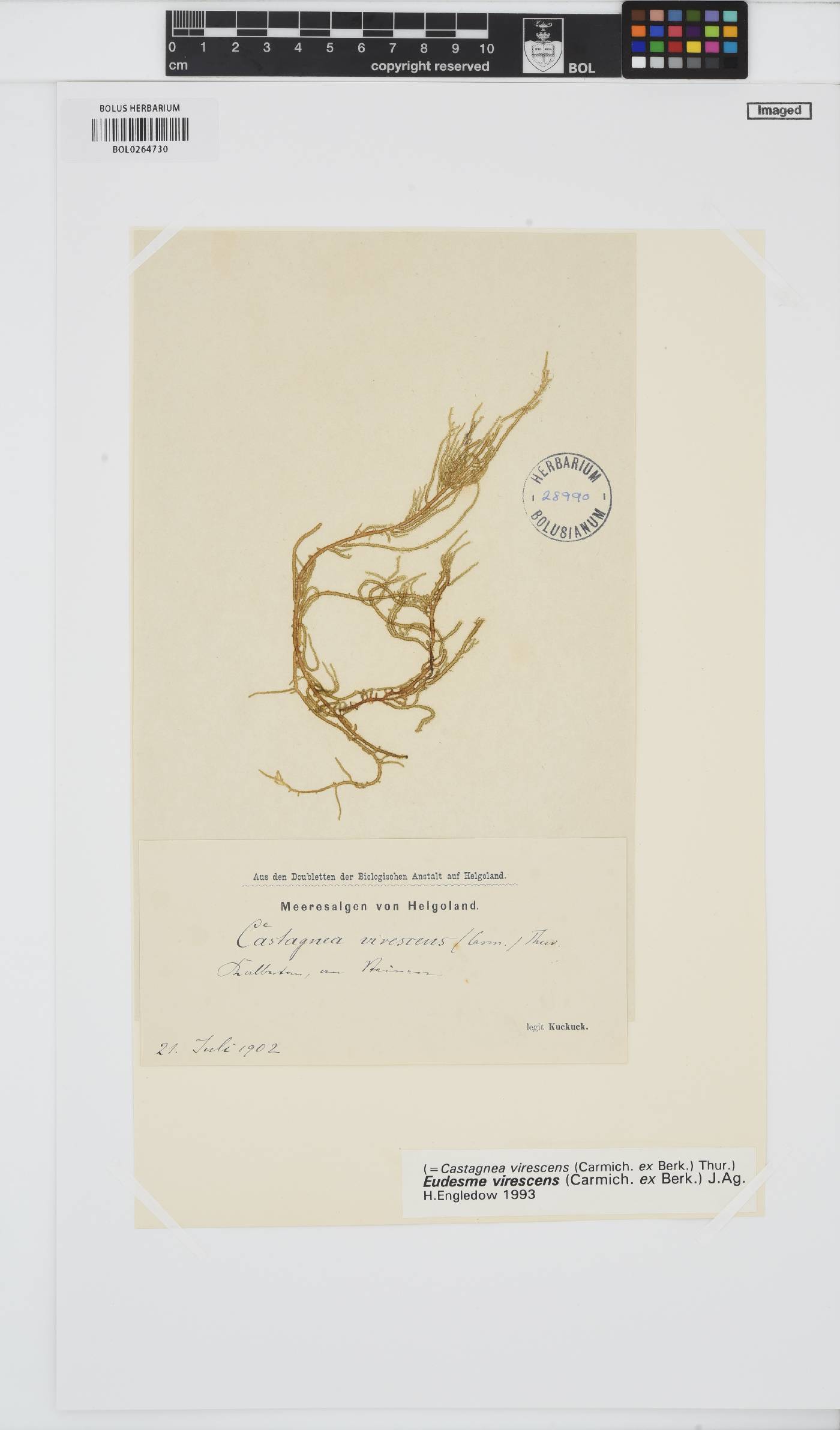 Eudesme image