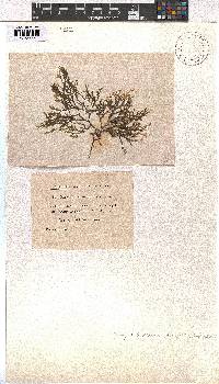 Dictyota dichotoma image