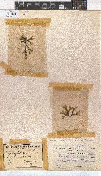 Dictyota dichotoma image