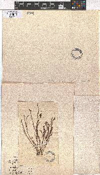 Dictyota fasciola image