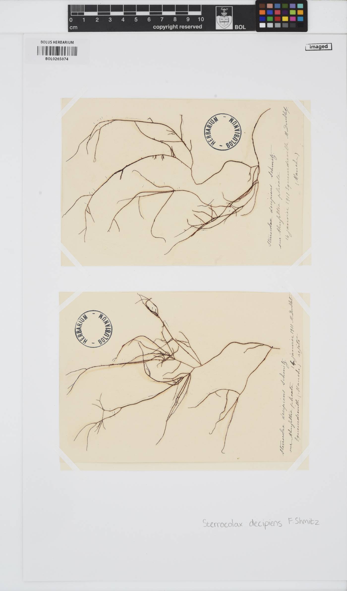 Ahnfeltia image