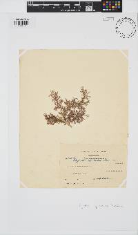 Spyridia cupressina image