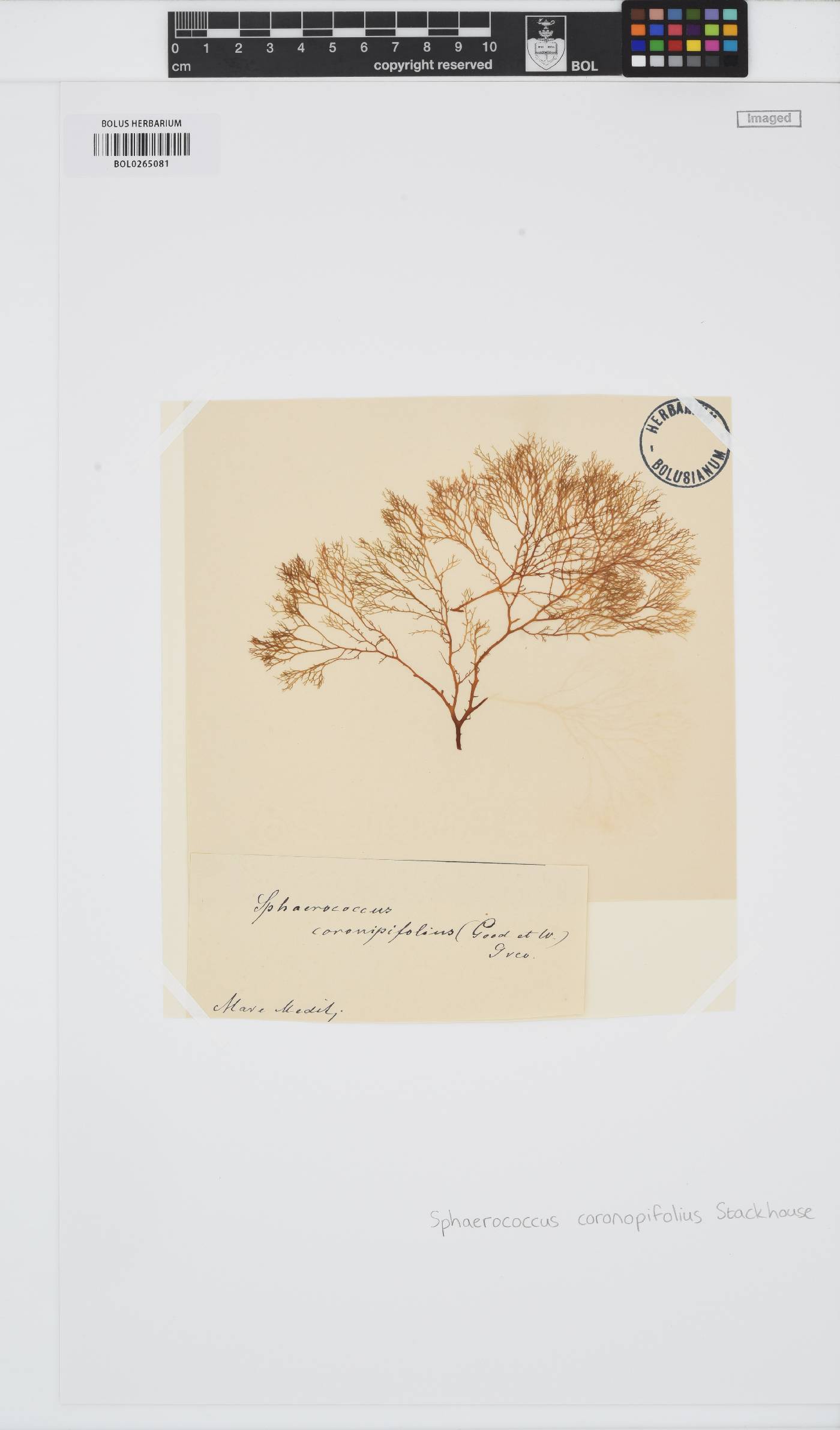 Sphaerococcaceae image
