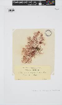 Sphaerococcus coronopifolius image