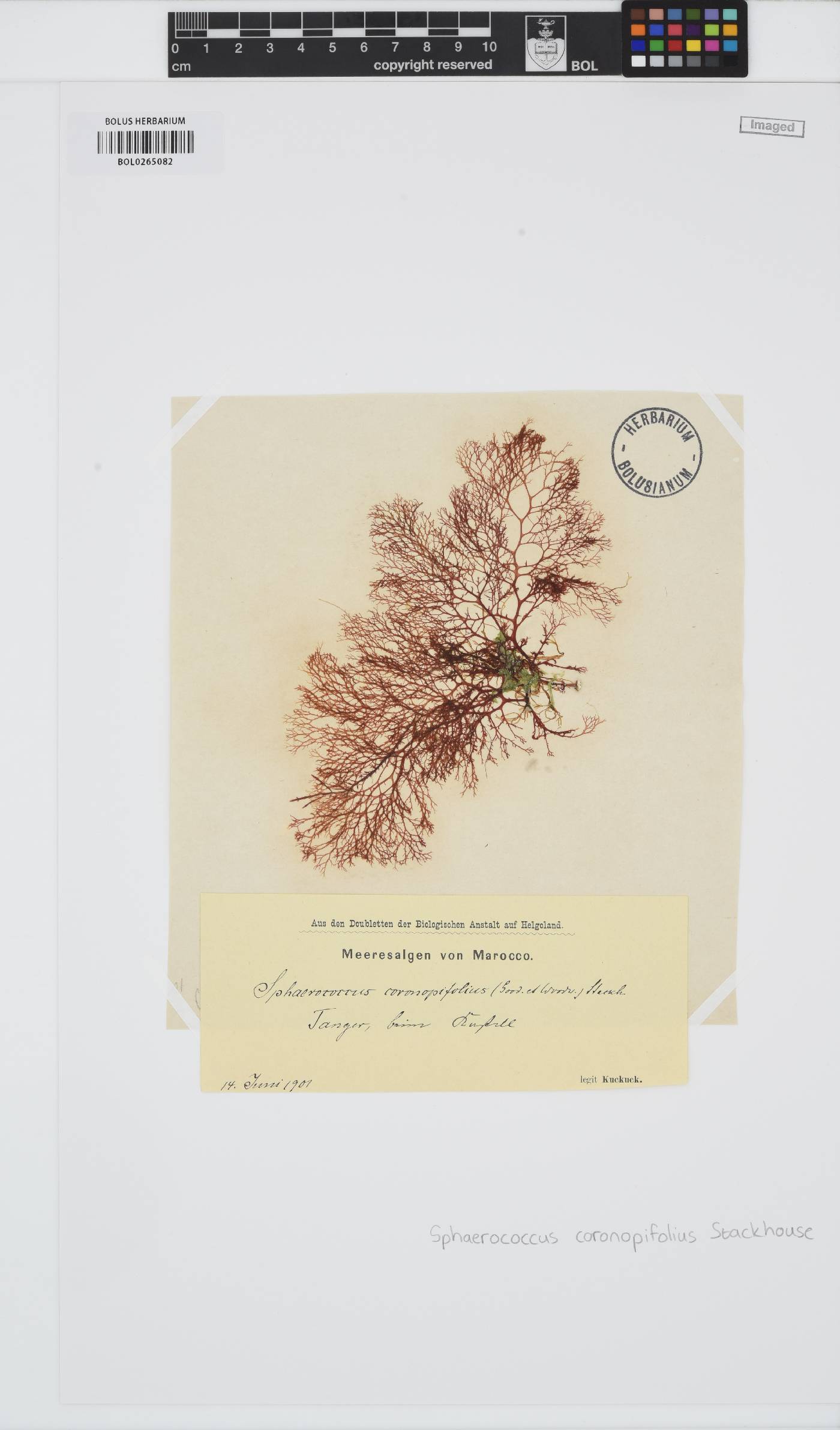 Sphaerococcaceae image