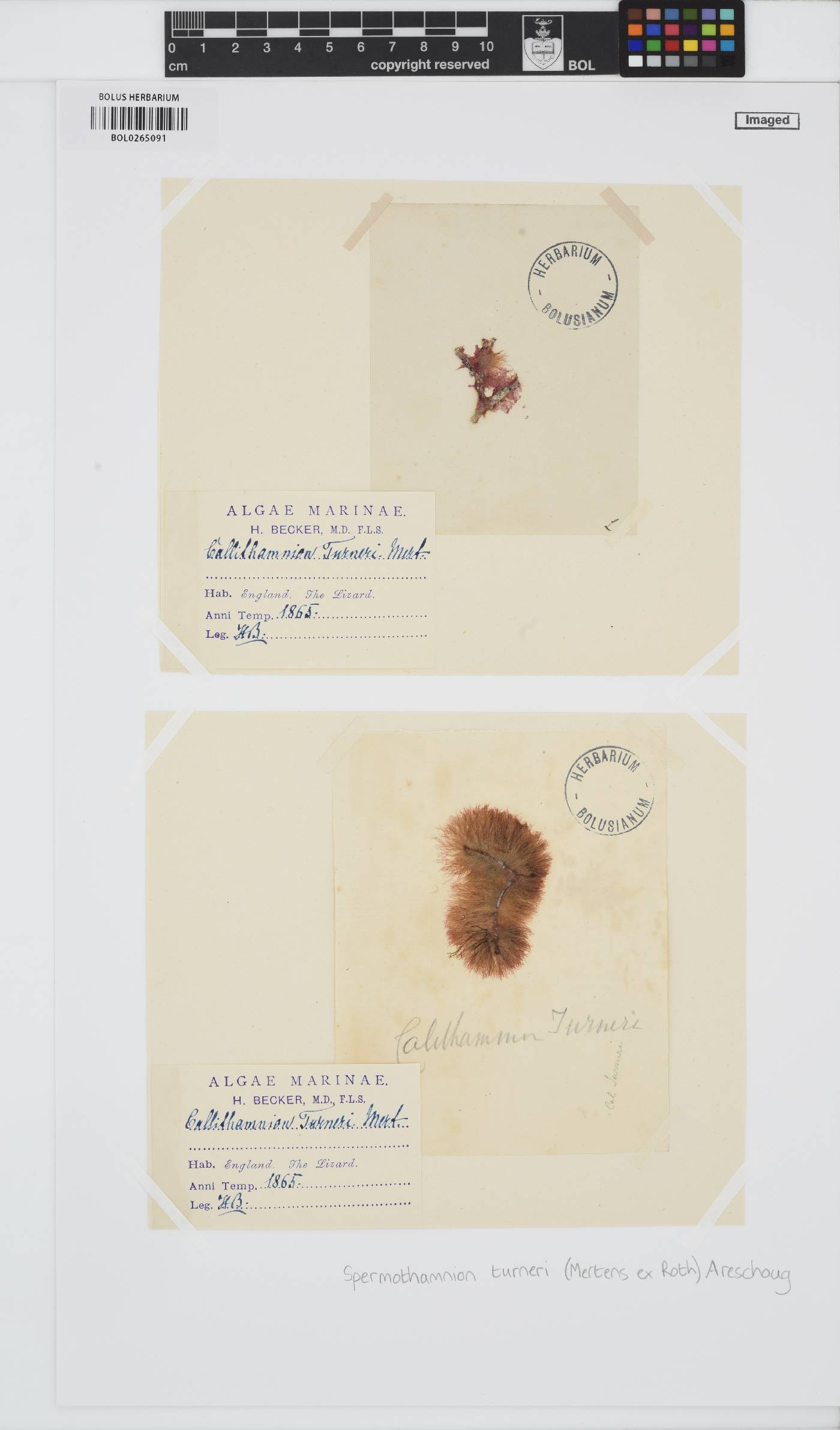 Scagelothamnion turneri image