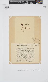 Scagelothamnion turneri image