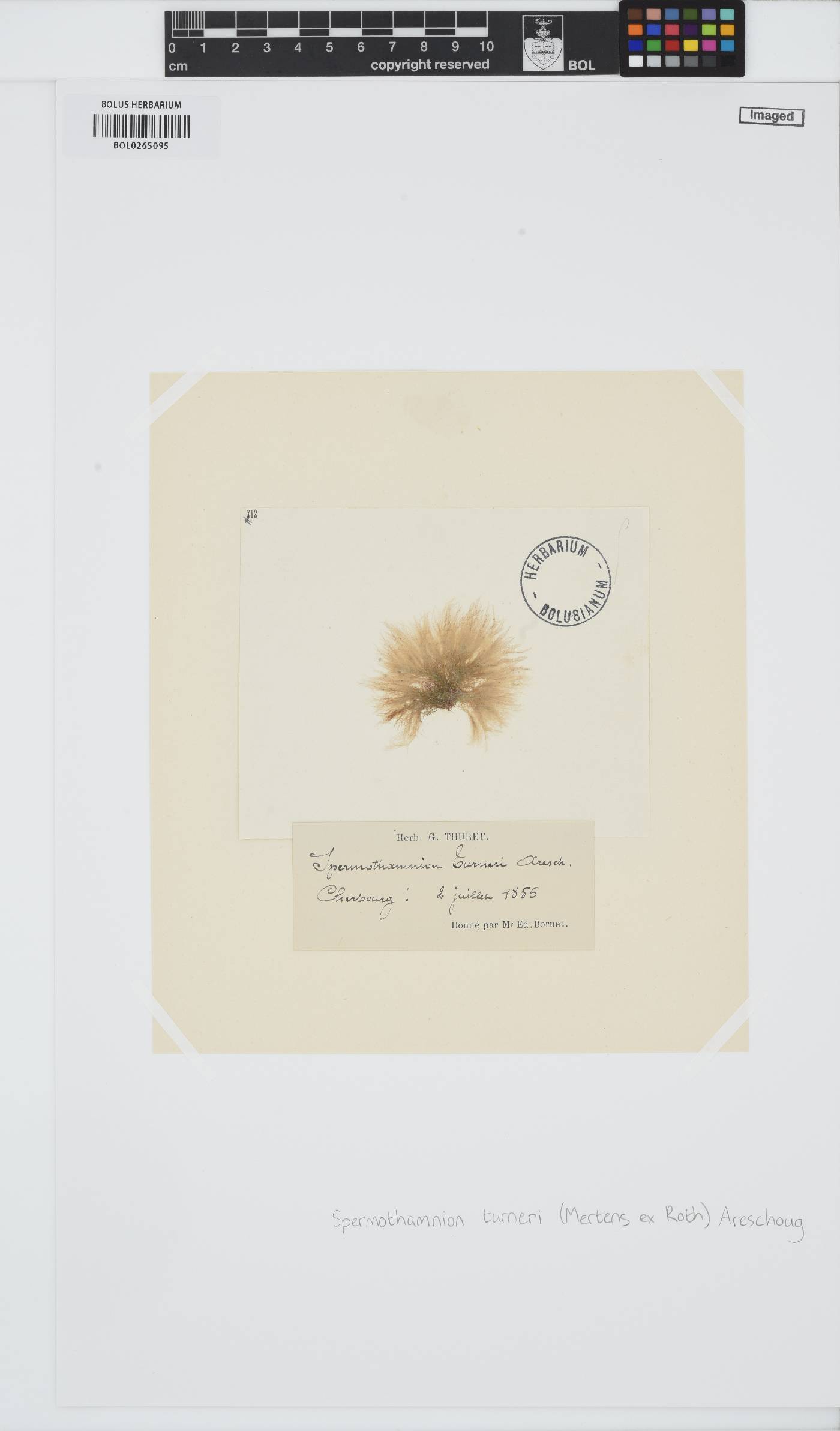 Scagelothamnion turneri image