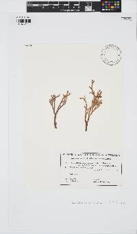 Image of Spermothamnion pinnatum