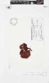 Sonderophycus coriaceus image