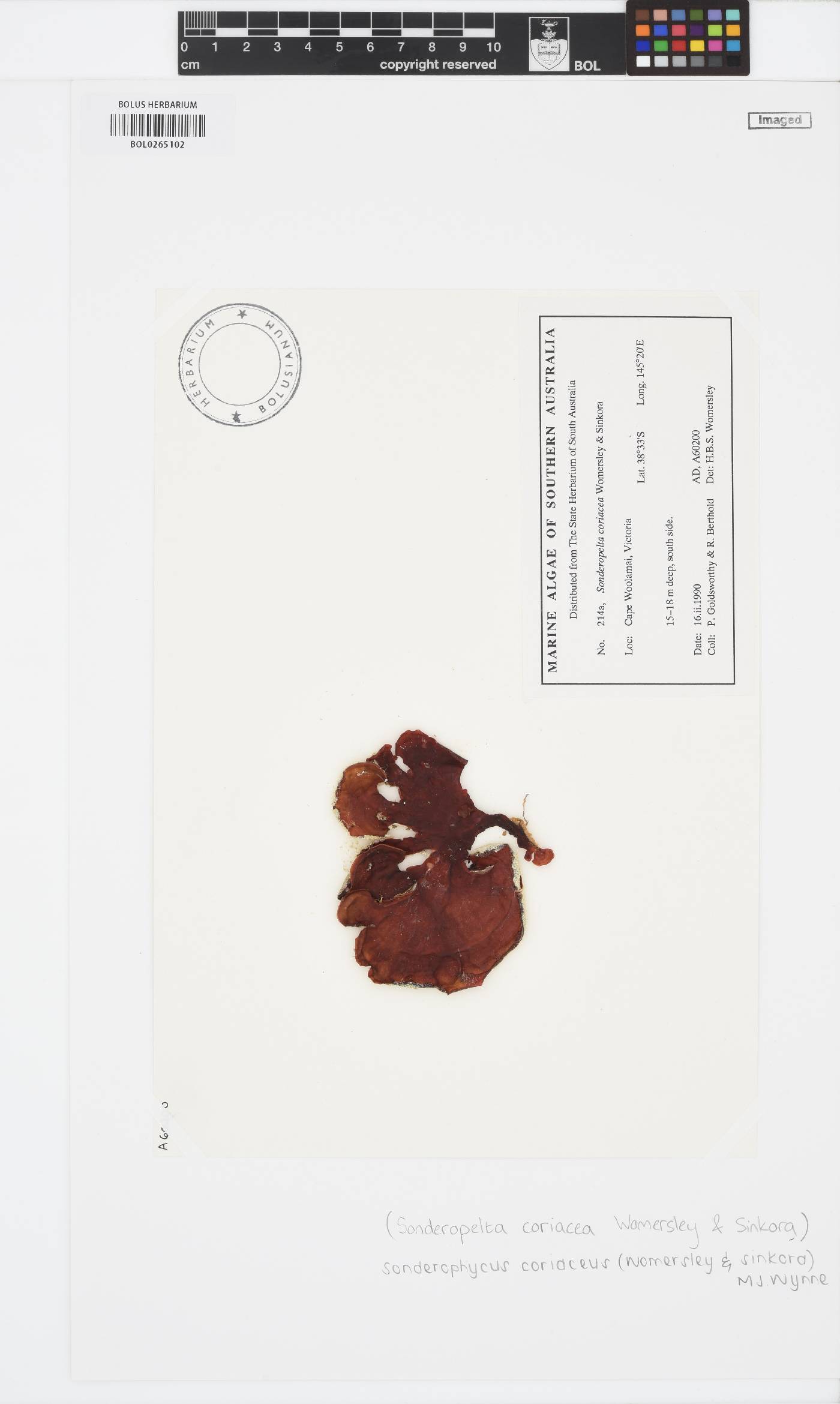 Sonderophycus coriaceus image