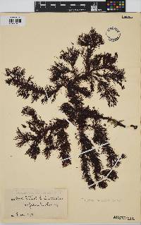 Heterocladia caudata image