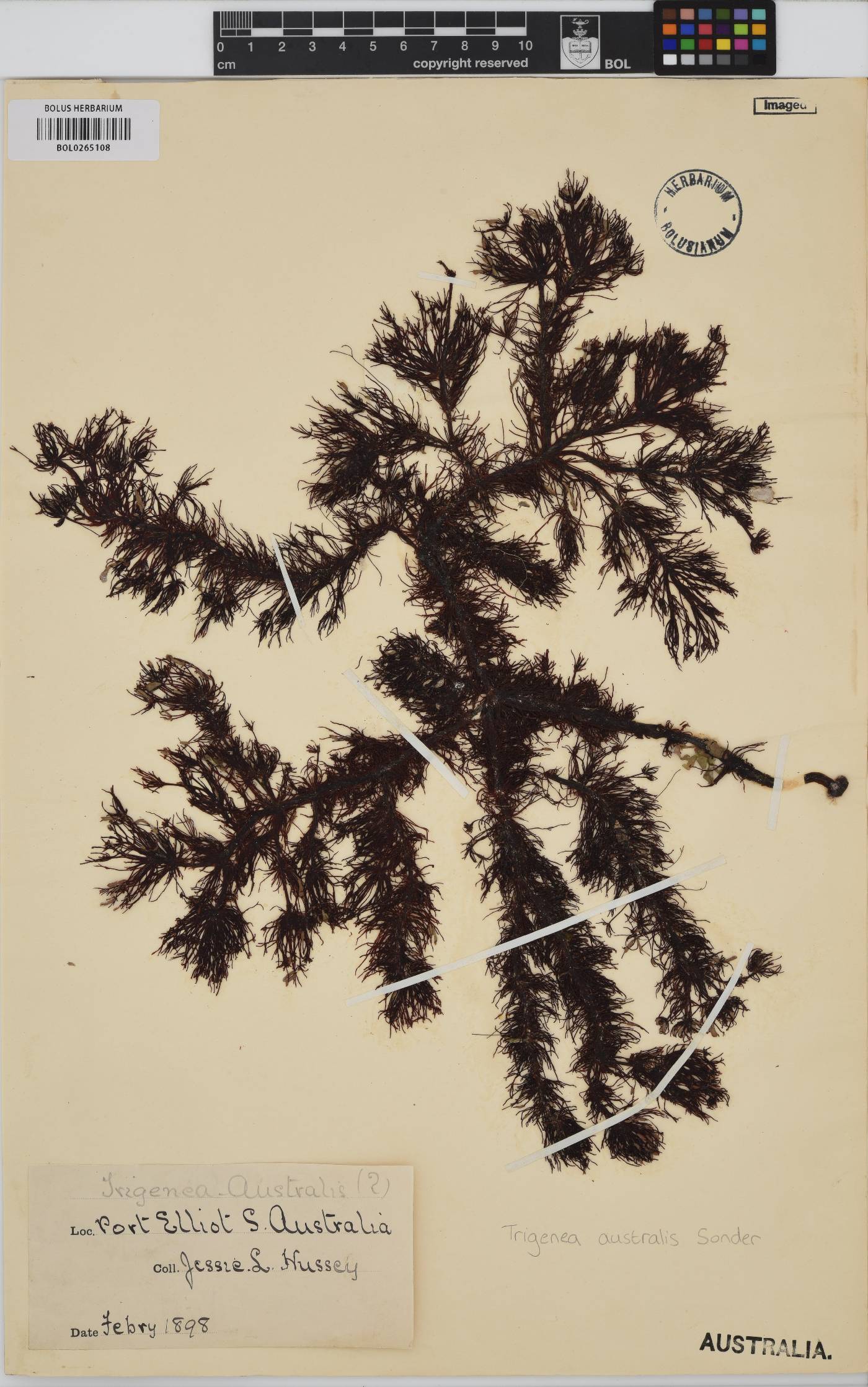 Heterocladia caudata image