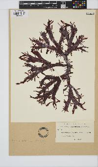 Image of Gracilaria truncata