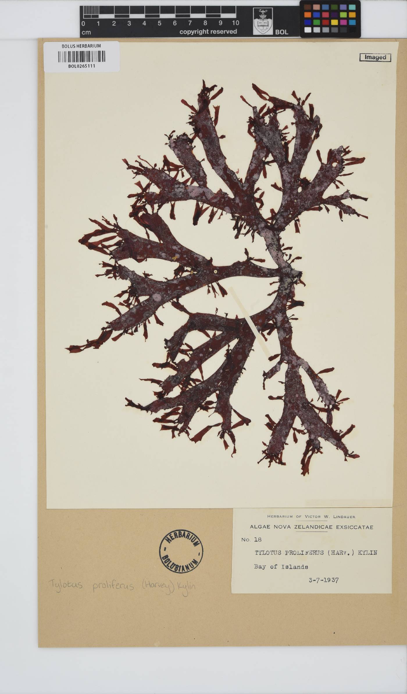 Gracilaria truncata image