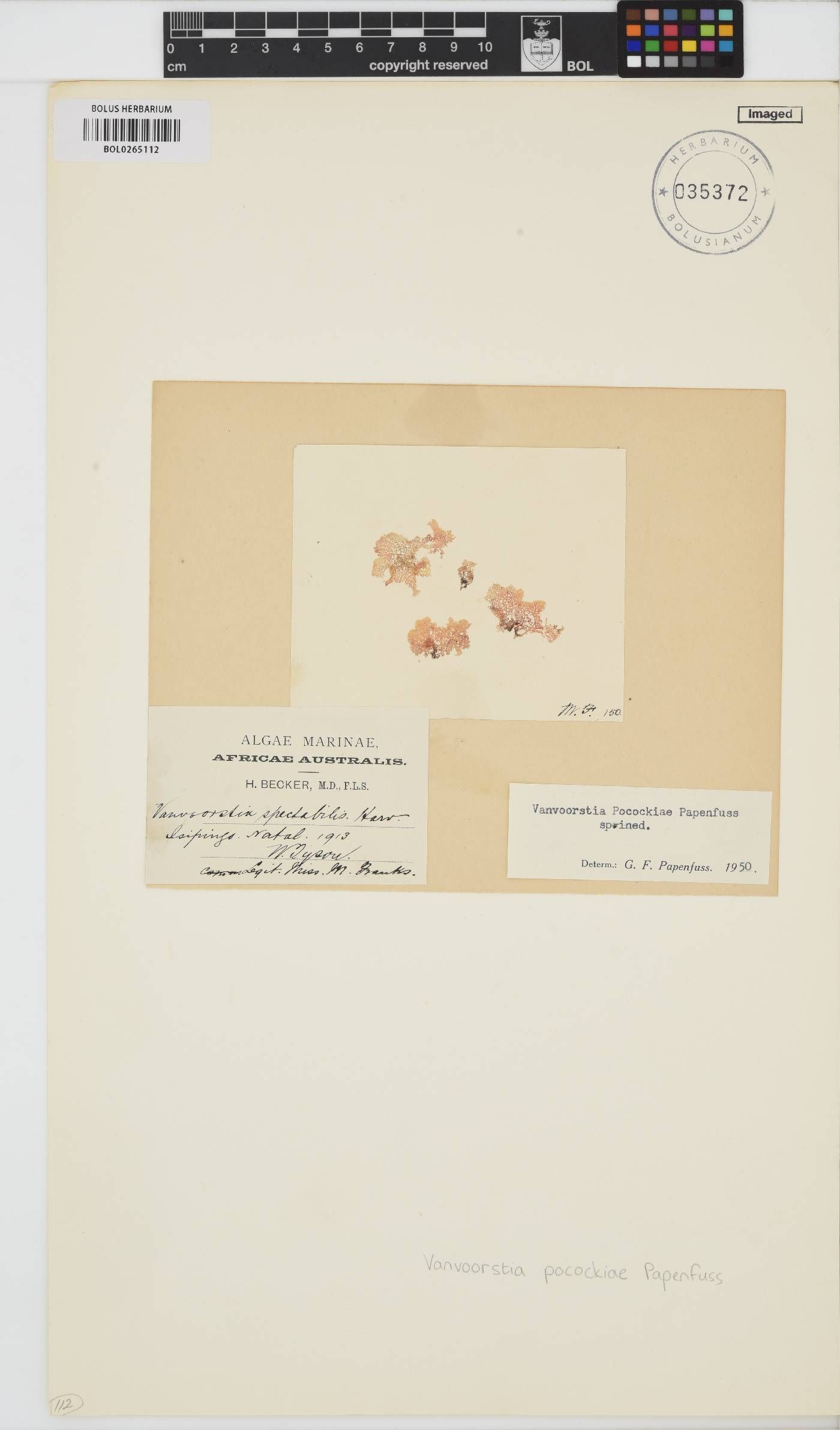 Vanvoorstia pocockiae image