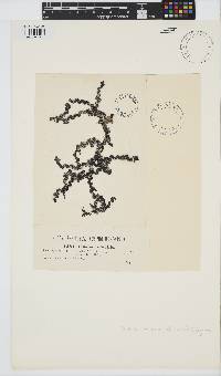 Image of Osmundaria volubilis