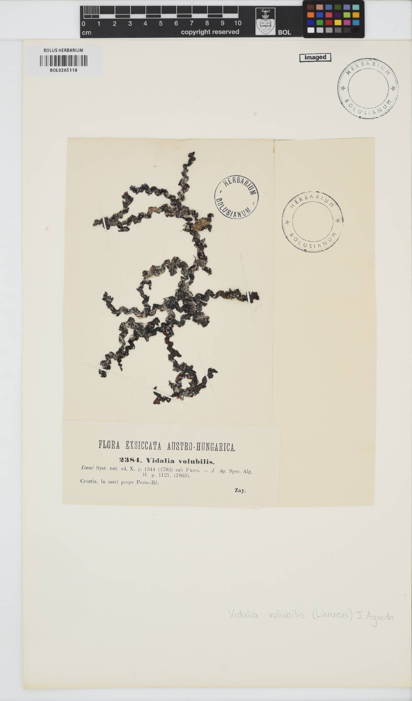 Osmundaria volubilis image