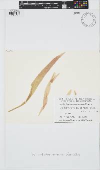 Webervanbossea tasmanensis image
