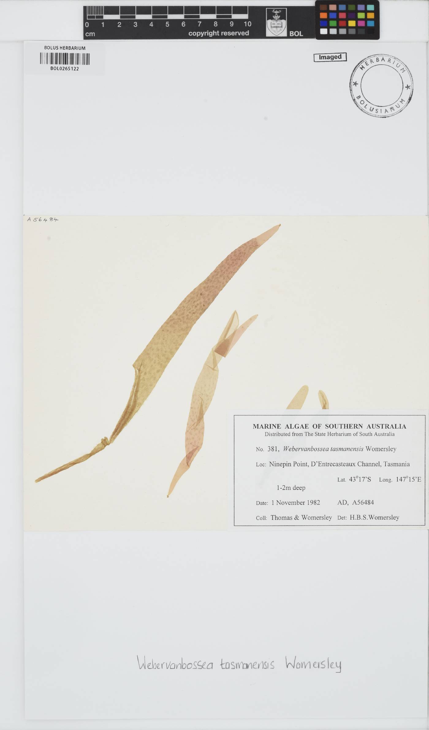 Faucheaceae image