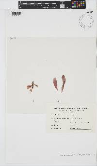Webervanbossea tasmanensis image