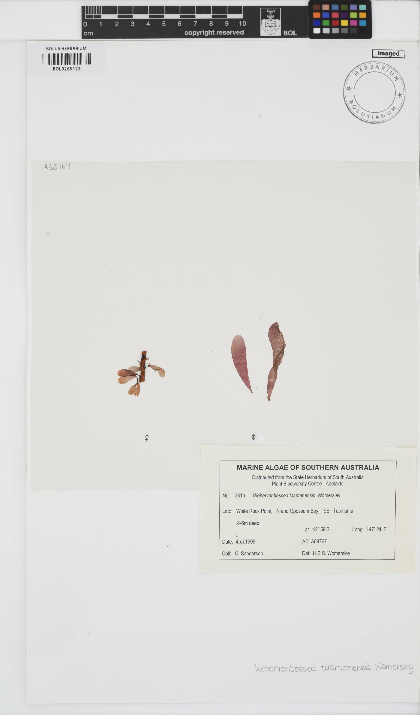 Webervanbossea tasmanensis image