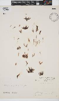 Wrangelia purpurifera image