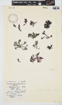 Wrangelia purpurifera image