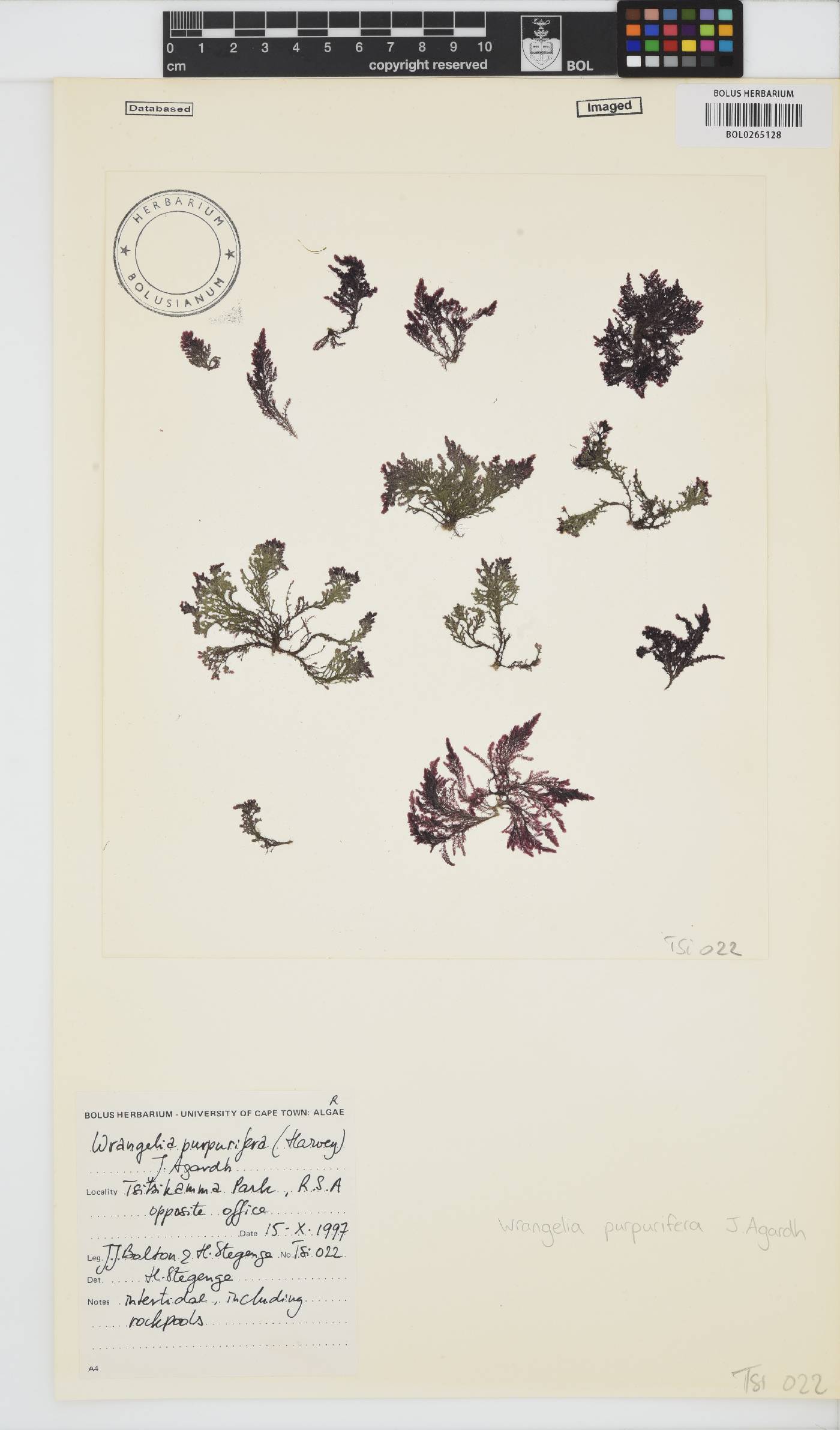 Wrangelia purpurifera image