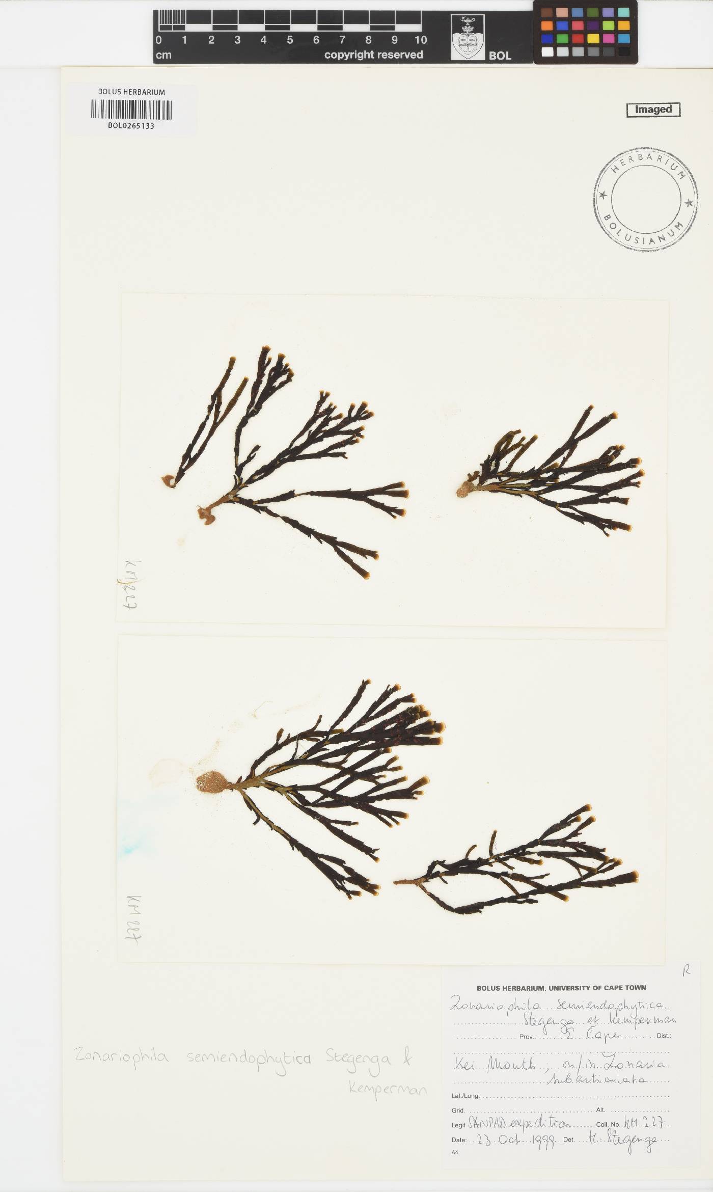 Zonariophila semiendophytica image