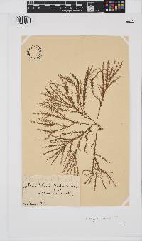 Shepleya wattsii image