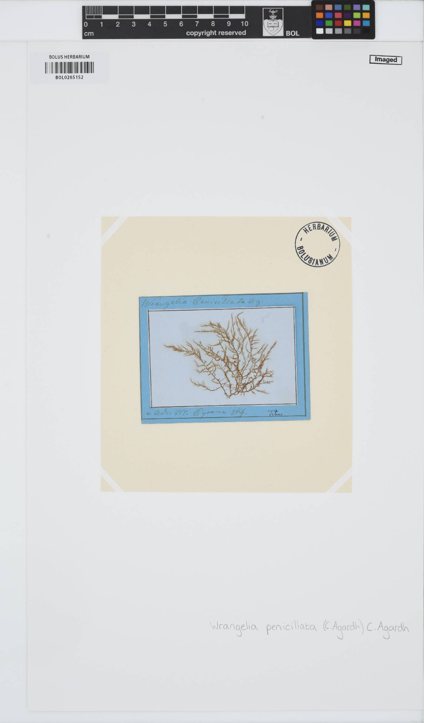 Wrangelia penicillata image