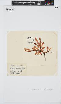 Chauviniella coriifolia image