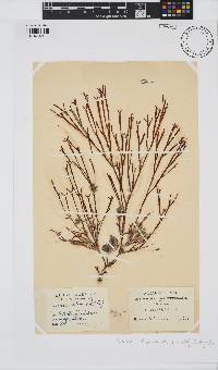 Scinaia salicornioides image