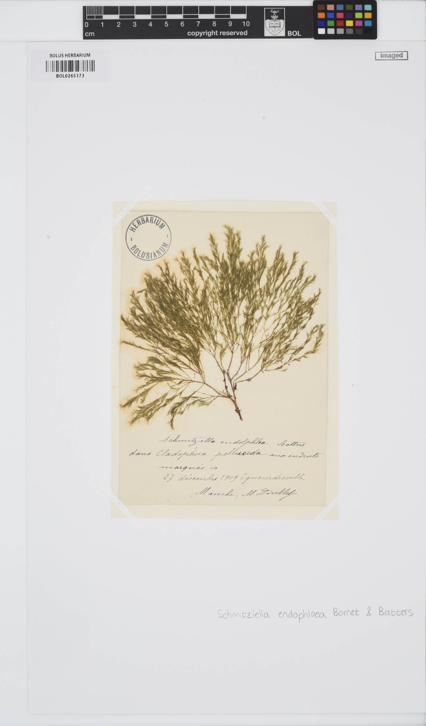 Schmitziella endophloea image