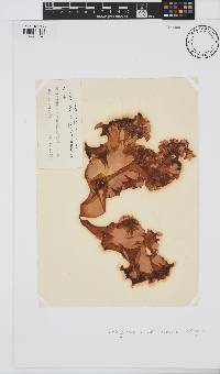 Image of Schizymenia novae-zelandiae