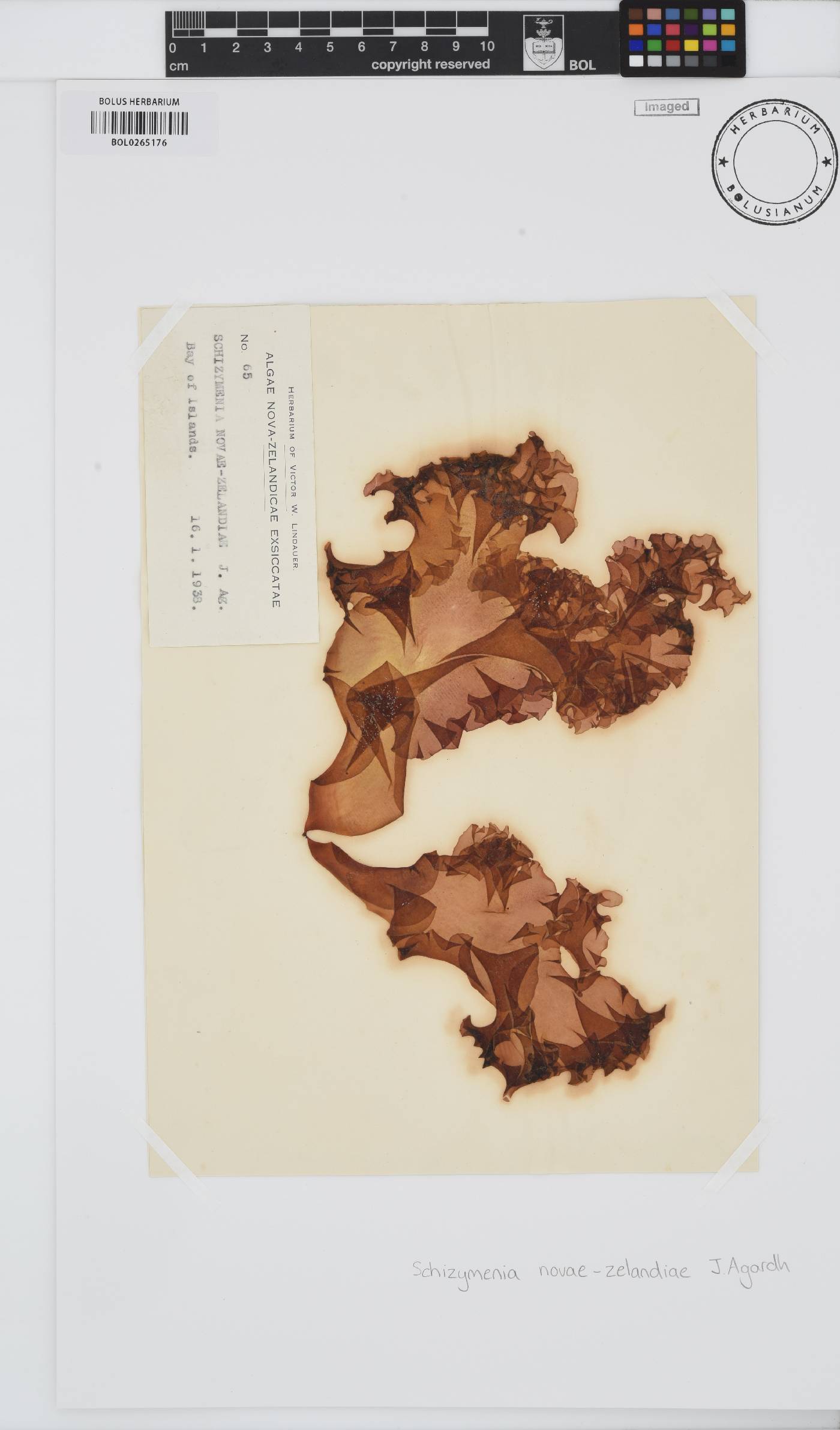 Schizymenia novae-zelandiae image