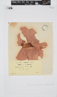 Schizymenia dubyi image