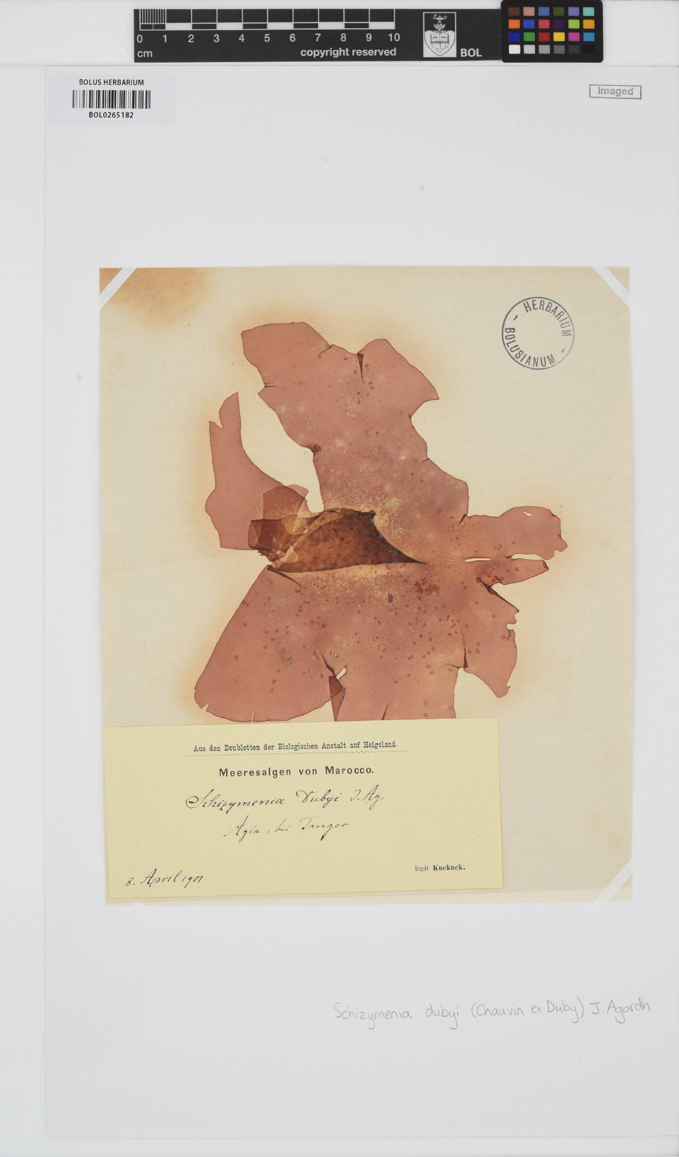 Schizymenia dubyi image
