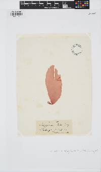Schizymenia dubyi image