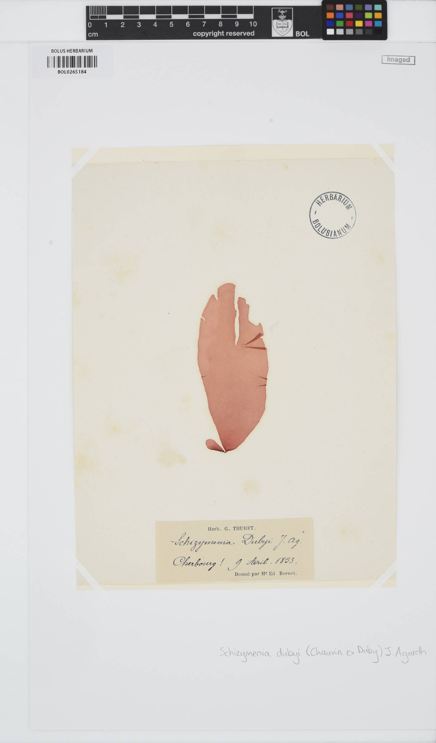 Schizymenia dubyi image