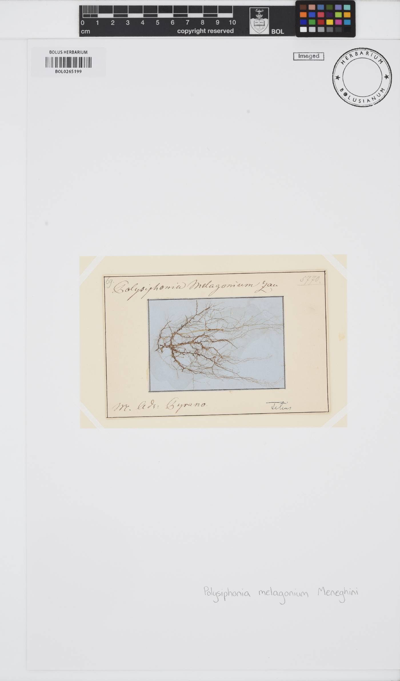 Polysiphonia arachnoidea image