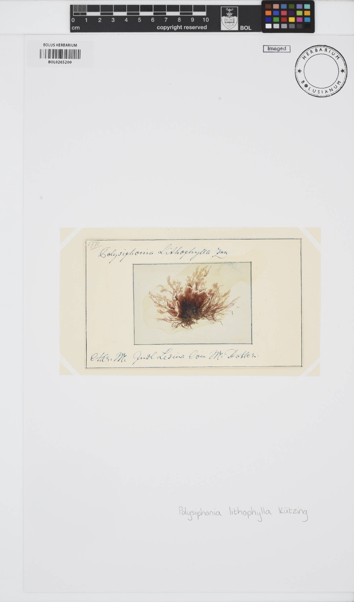 Polysiphonia subulata image