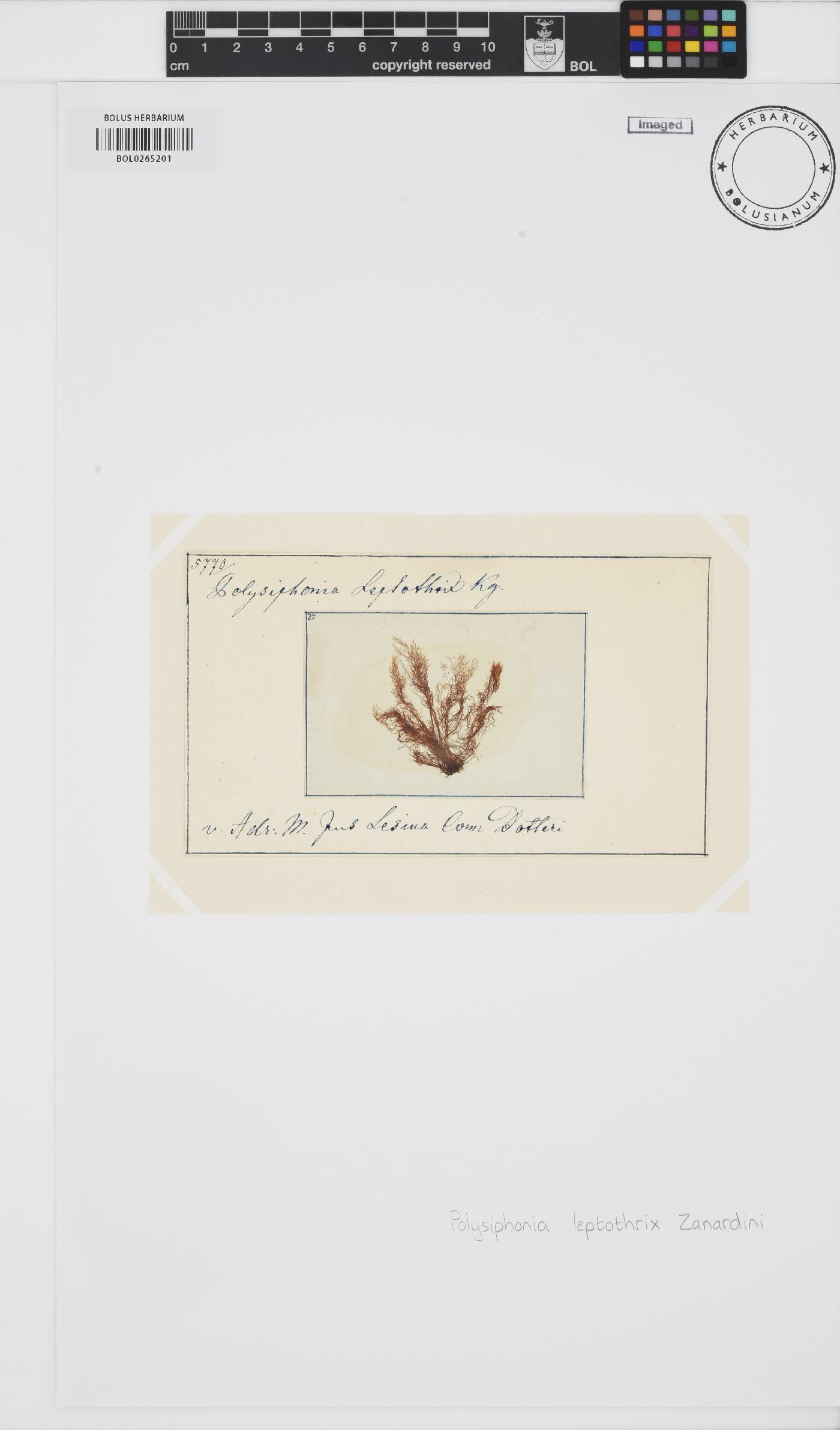 Polysiphonia leptothrix image