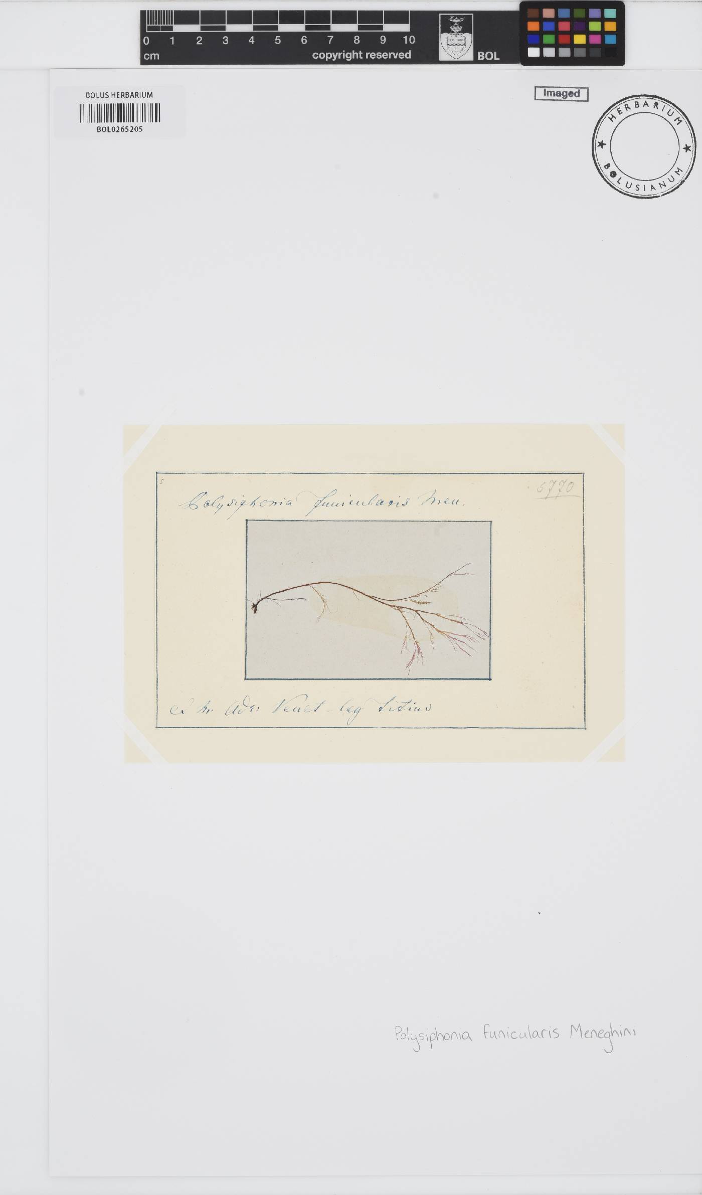 Polysiphonia funicularis image