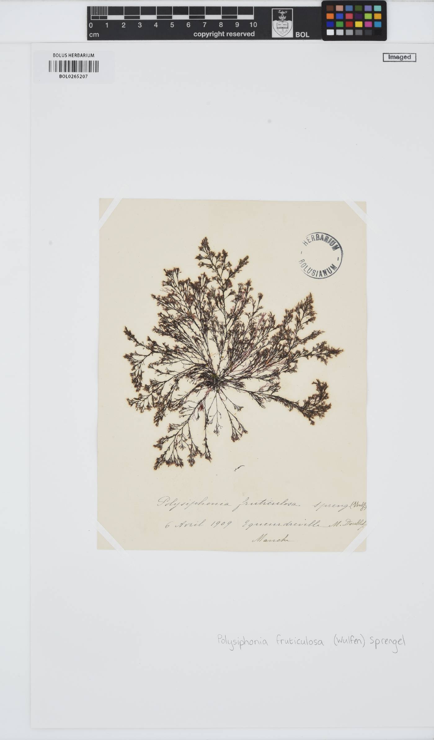 Vertebrata fruticulosa image