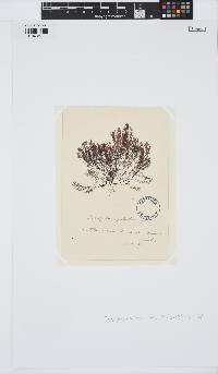 Leptosiphonia fibrillosa image