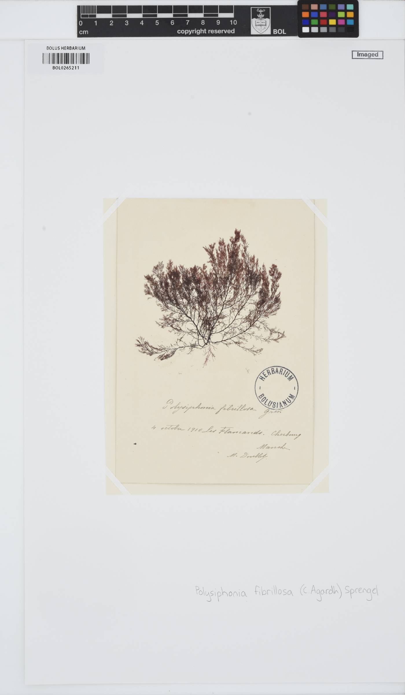 Leptosiphonia fibrillosa image