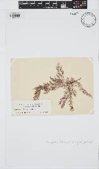Leptosiphonia fibrillosa image